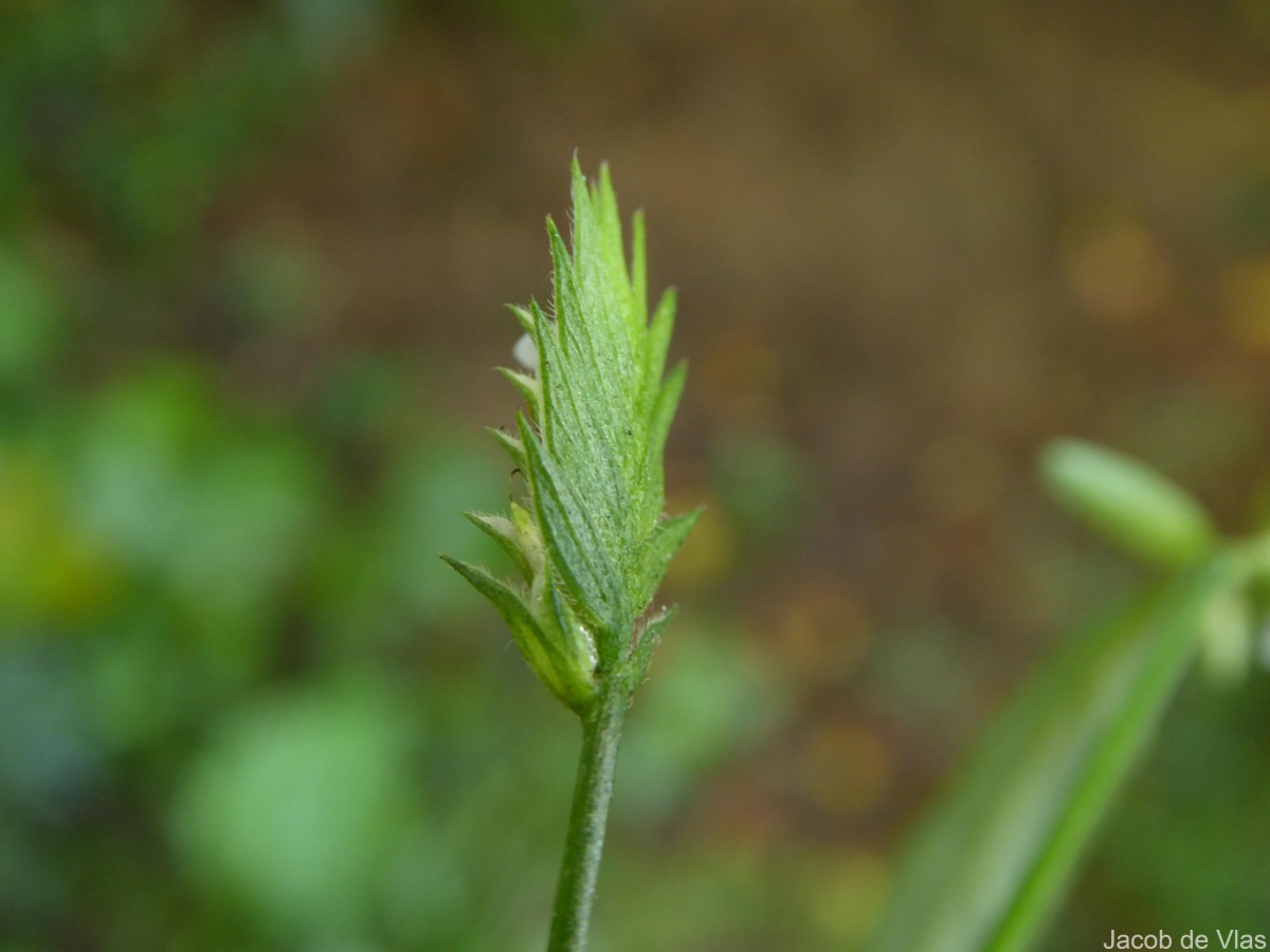 Rungia pectinata (L.) Nees